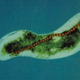 Image for article titled These bacteria are controlled by magnetic fields